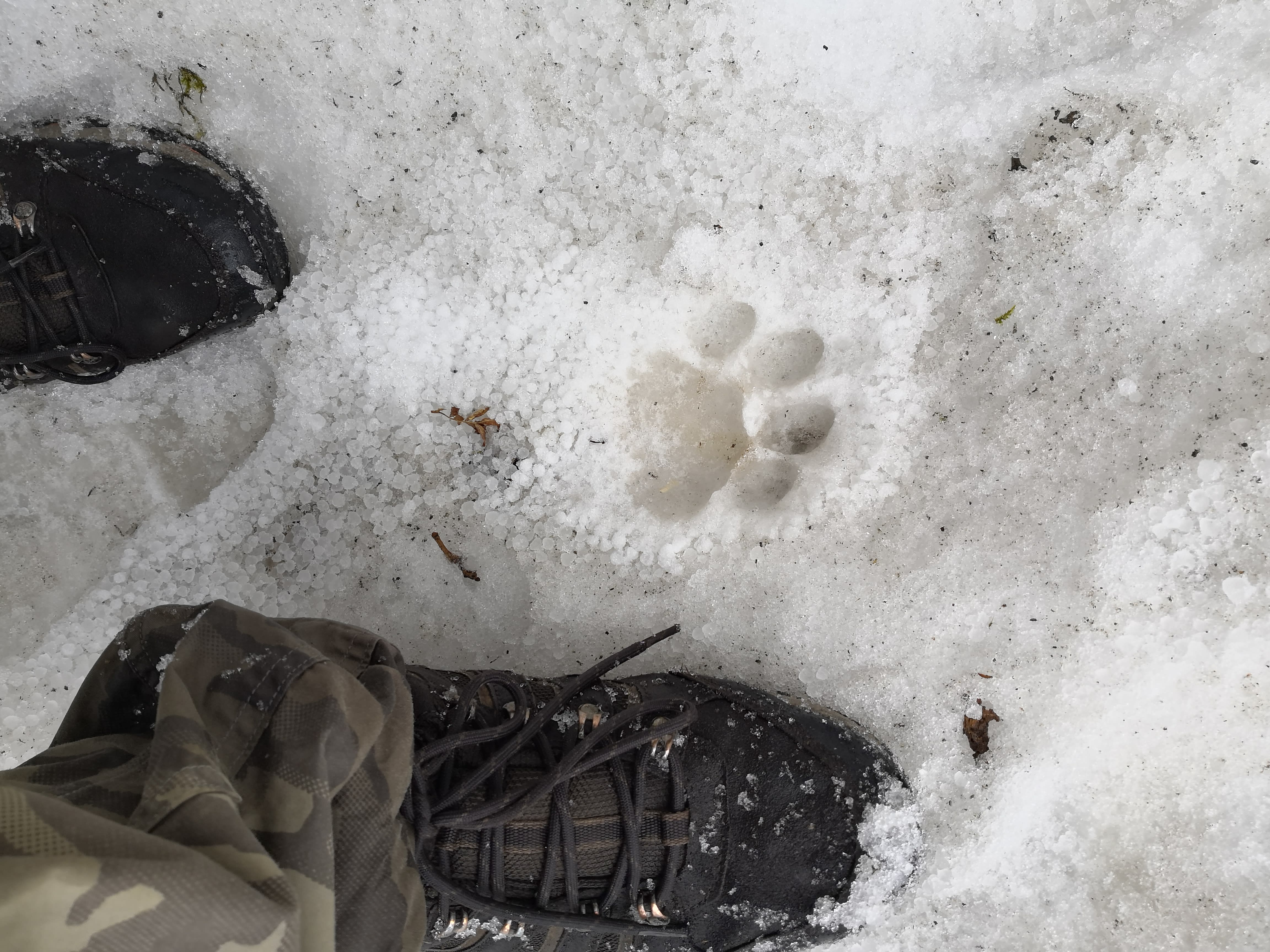 Foot steps of leopard