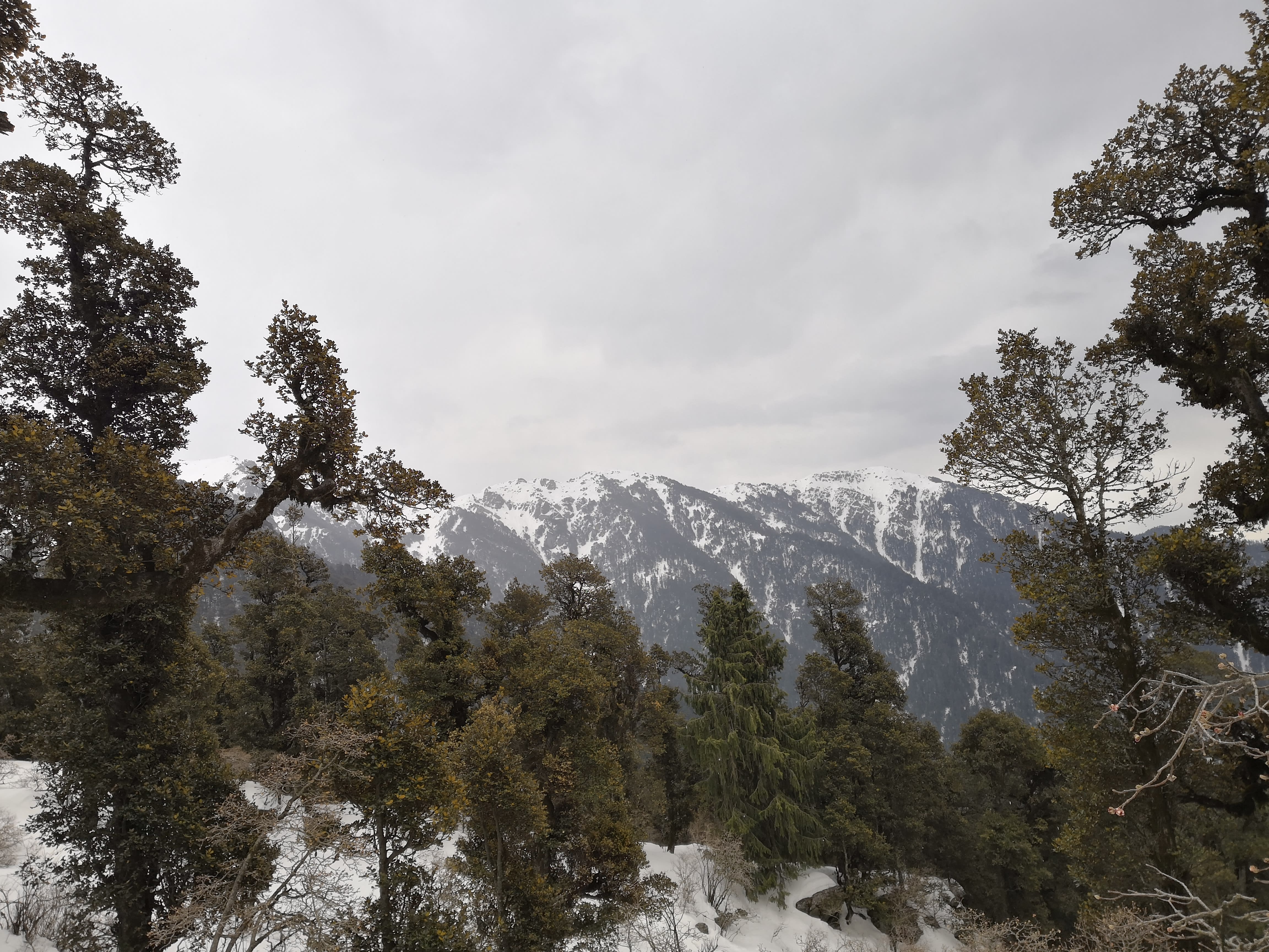 Beautiful peaks through the forest